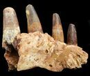 Spinosaurus Jaw Section - Four Composite Teeth #39292-4